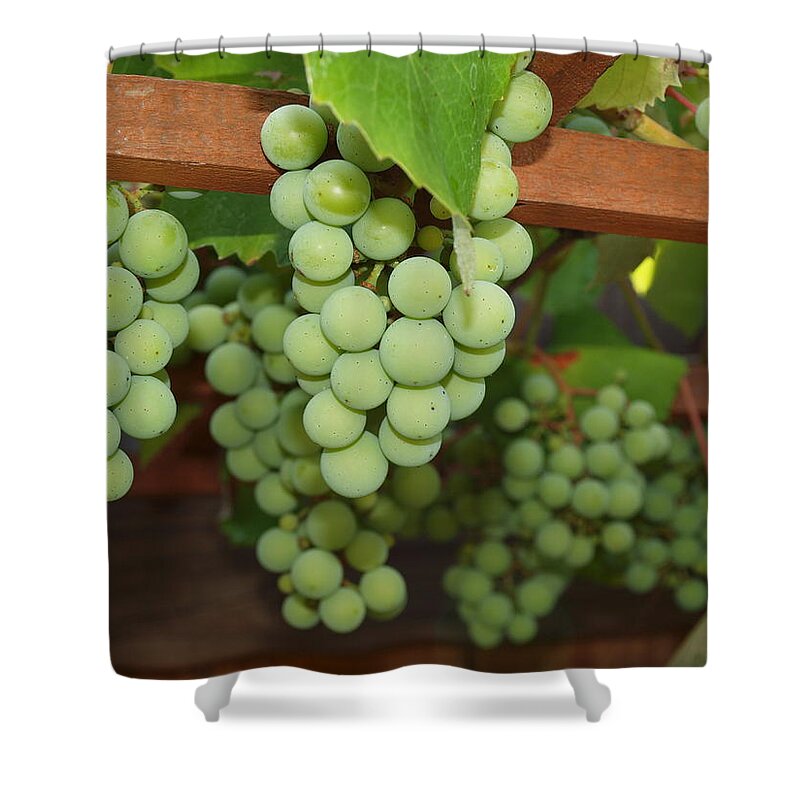 Grapes Shower Curtain featuring the photograph Grapes Of North Carolina by Robert Margetts