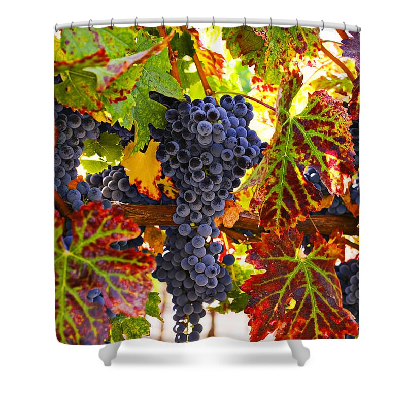 Grapes Shower Curtain featuring the photograph Grapes on vine in vineyards by Garry Gay