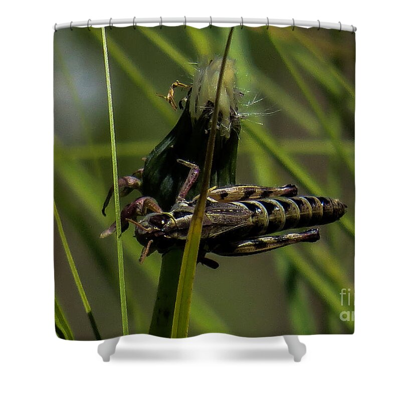 Grasshopper Shower Curtain featuring the photograph Grasshopper 2 by Christy Garavetto