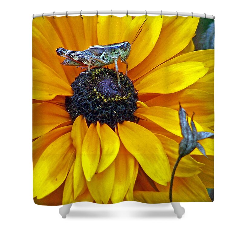 Insects Shower Curtain featuring the photograph Grasshopper and Susan by Jennifer Robin