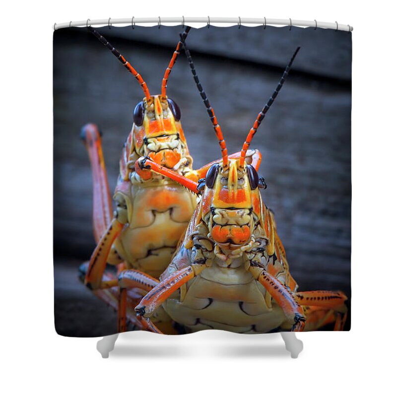 Grasshopper Shower Curtain featuring the photograph Grasshoppers in Love by Mark Andrew Thomas