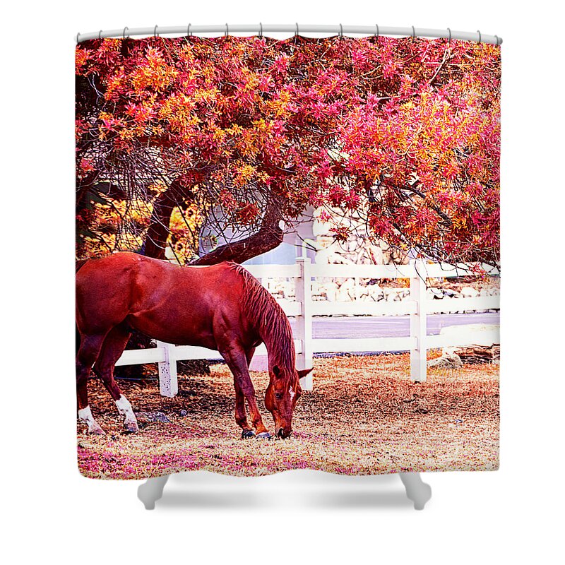 Horses Shower Curtain featuring the photograph Grazing 1 of 2 by Camille Lopez