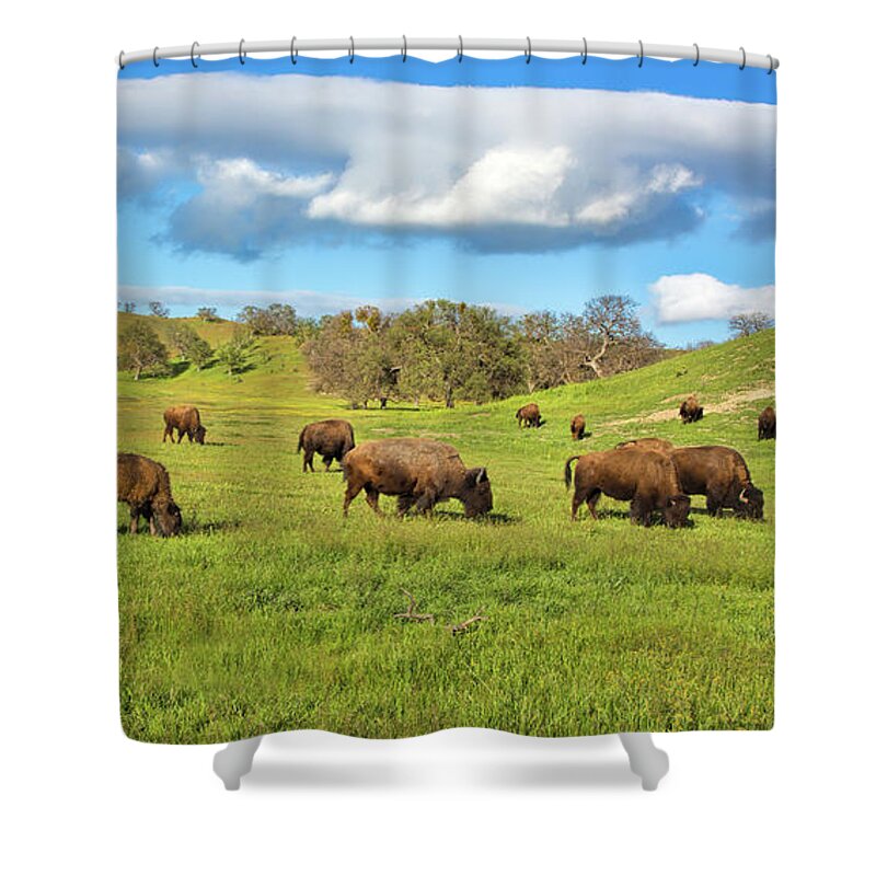 Buffalo Shower Curtain featuring the photograph Grazing Buffalo by Mimi Ditchie
