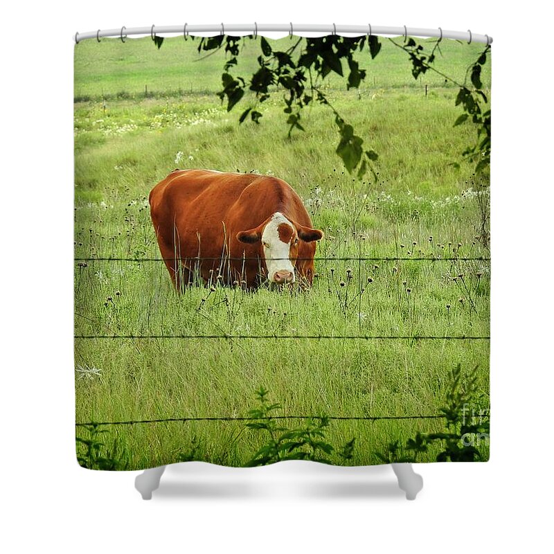 Cow Art Shower Curtain featuring the photograph Grazing Cow by Ella Kaye Dickey
