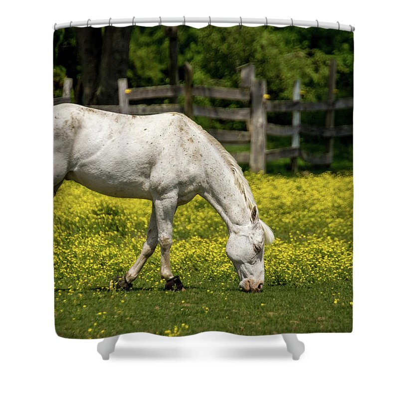 Country Shower Curtain featuring the photograph Grazing White Horse by Ron Pate