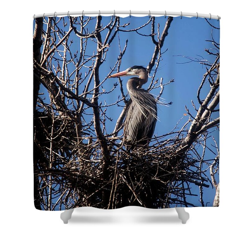 Blue Heron Shower Curtain featuring the photograph Great Blue Heron - 1 by David Bearden
