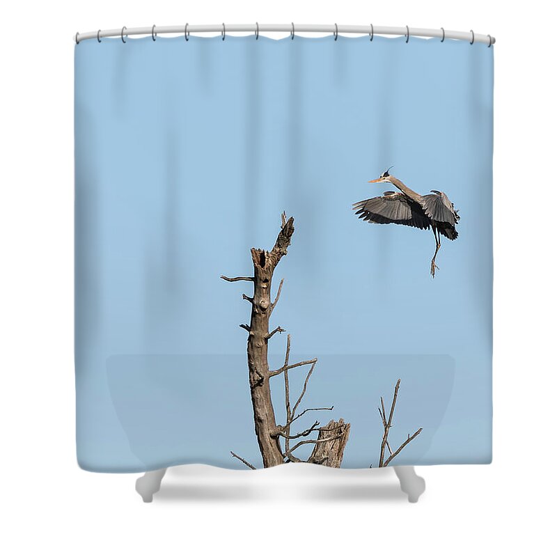 Great Blue Heron Shower Curtain featuring the photograph Great Blue Heron 2017-3 by Thomas Young
