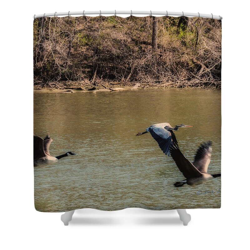 Great Blue Heron Shower Curtain featuring the photograph Great Blue Heron And Canada Geese In Flight by Ed Peterson
