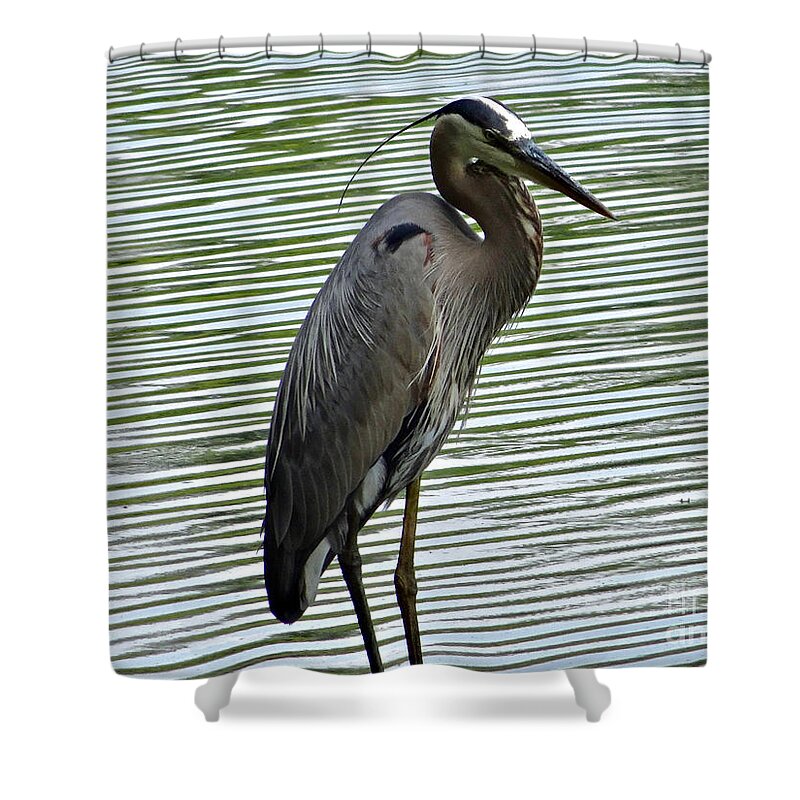 3 Star Shower Curtain featuring the photograph Great Blue Heron at Wash. Crossing Park-021 by Christopher Plummer