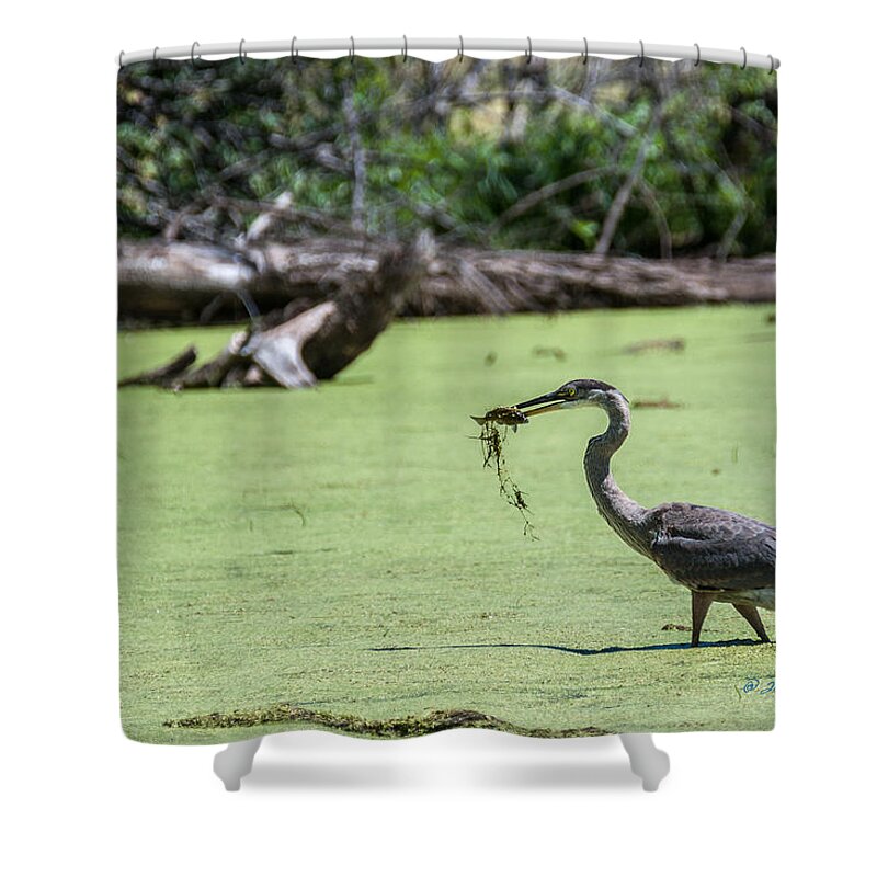 Great Blue Heron Shower Curtain featuring the photograph Great Blue Heron Main Meal by Ed Peterson