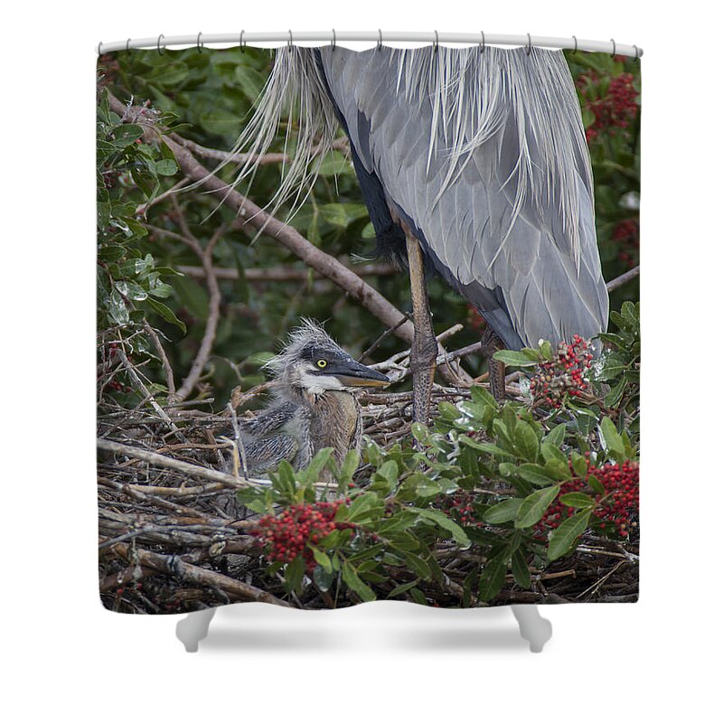 Great Shower Curtain featuring the photograph Great Blue Heron Nestling by David Watkins