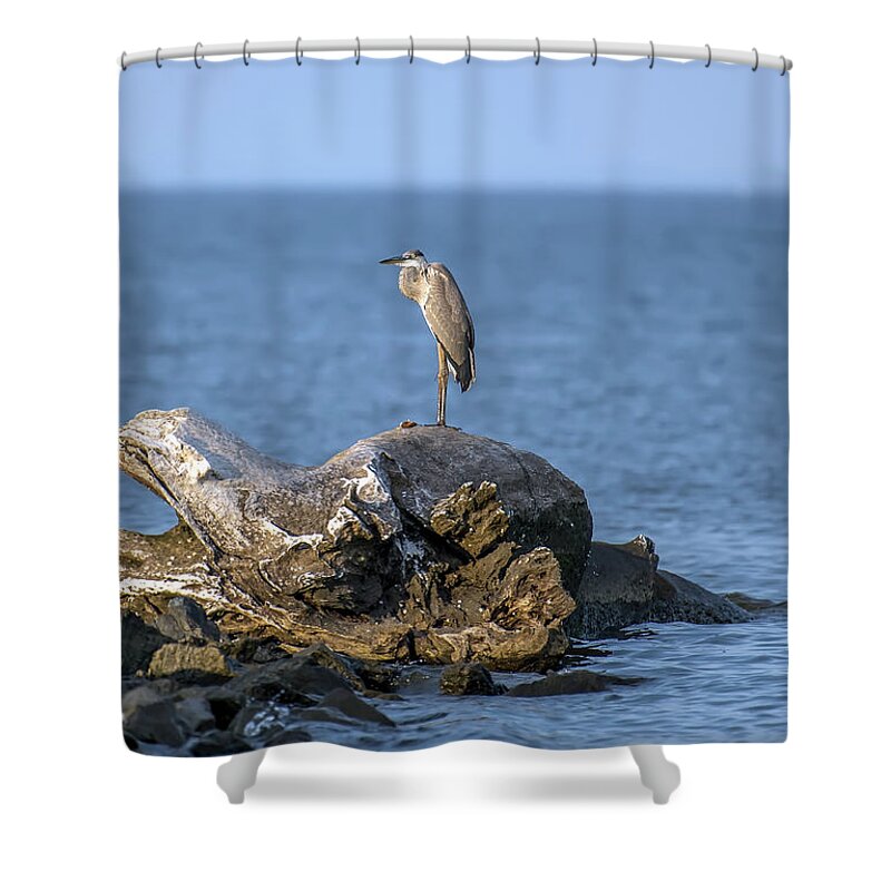 Great Blue Heron Shower Curtain featuring the photograph Great Blue Heron on Chesapeake Bay by Patrick Wolf