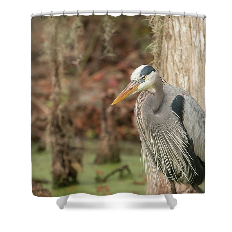 Great Blue Heron Shower Curtain featuring the photograph Great Blue Heron on Guard by Dorothy Cunningham