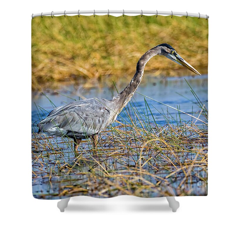 Herons Shower Curtain featuring the photograph Great Blue Heron On The Hunt by DB Hayes