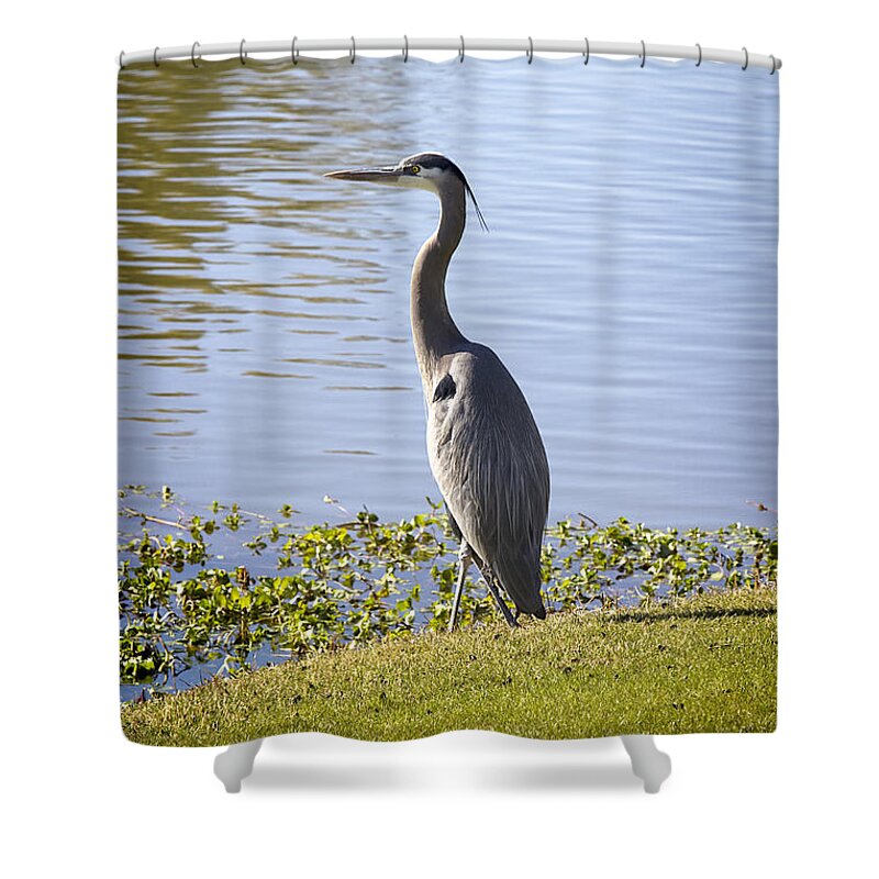 Heron Shower Curtain featuring the photograph Great Blue Heron by Phyllis Denton