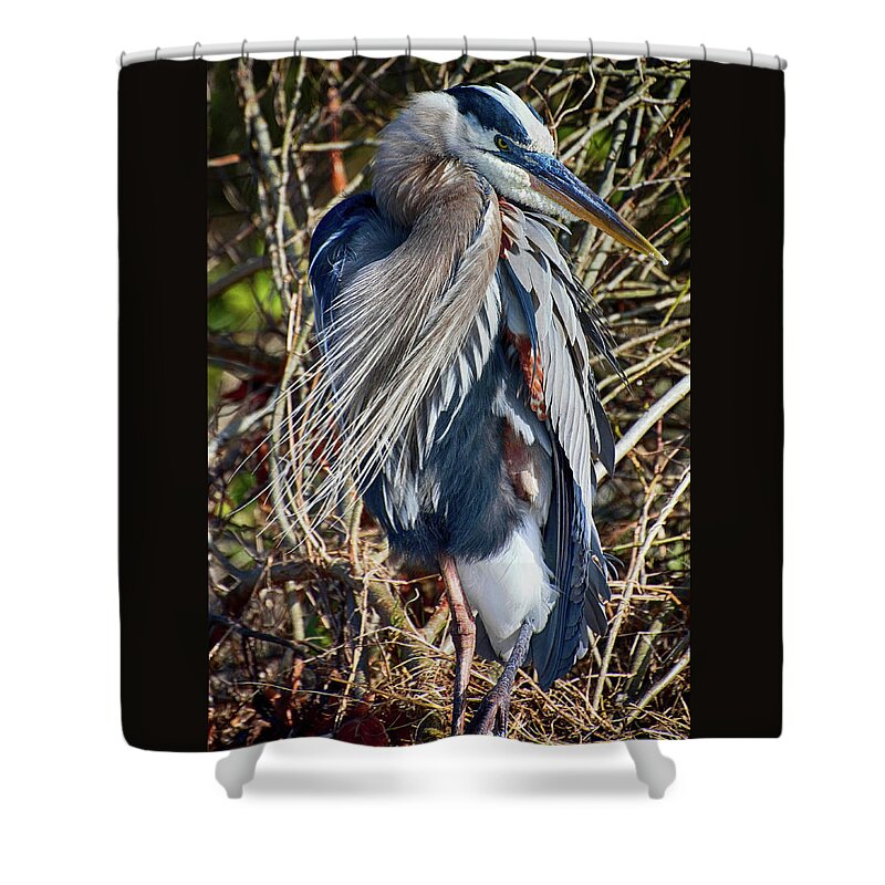 Great Blue Heron Shower Curtain featuring the photograph Great Blue Heron Preening by Don Columbus