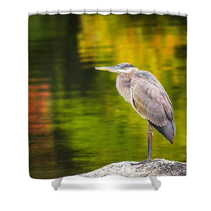 Wildlife Shower Curtain featuring the photograph Great Blue Heron by Robert Clifford