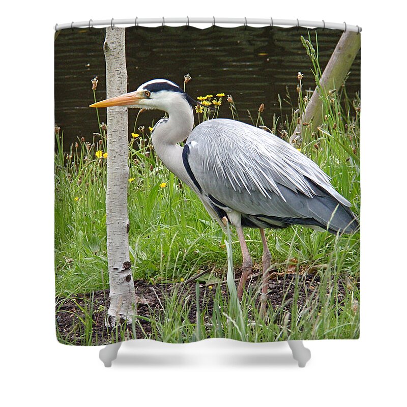 Heron Shower Curtain featuring the photograph Great Blue Heron by Rona Black
