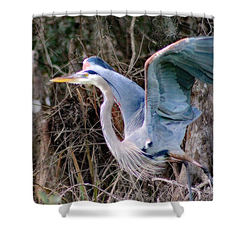 Nature Shower Curtain featuring the photograph Great Blue Heron - Signed by DB Hayes