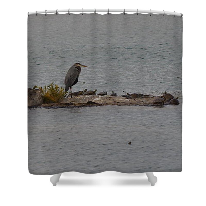 Great Shower Curtain featuring the photograph Great blue heron surrounded by tutles by James Smullins