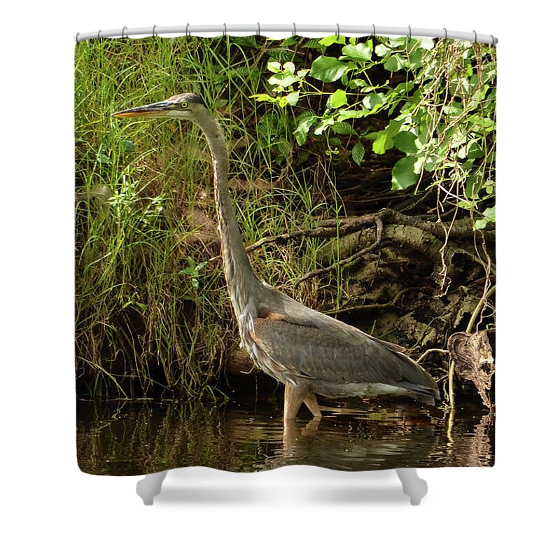 Nature Photography Shower Curtain featuring the photograph Great Blue Heron Wading in a Pond by Artful Imagery
