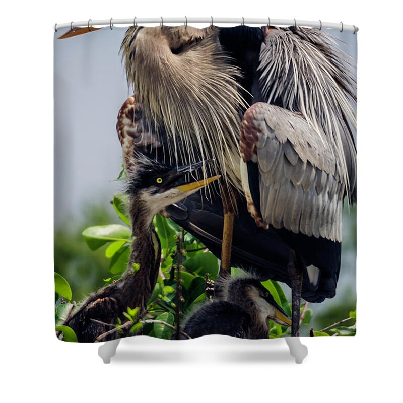 Delray Beach Shower Curtain featuring the photograph Great Blue Heron with Babies by Wolfgang Stocker