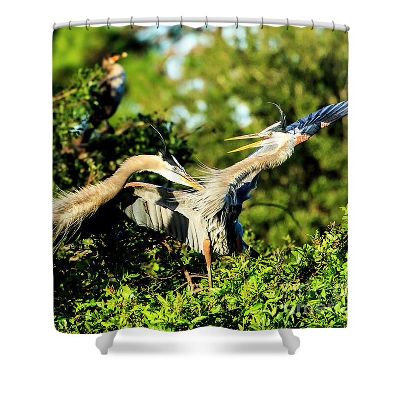 Great Blue Heron Shower Curtain featuring the photograph Great Blue Herons in Battle by Ben Graham