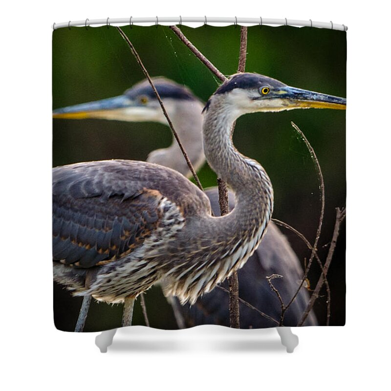 Animal Shower Curtain featuring the photograph Great Blue Siblings by Jeff Phillippi