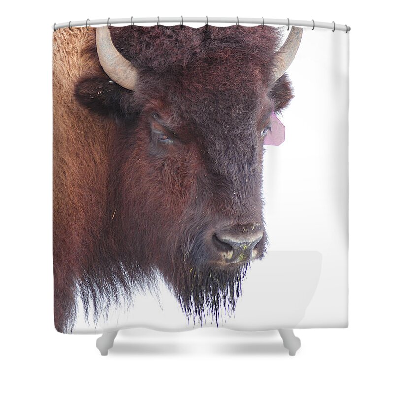 Mountains Shower Curtain featuring the photograph Great Buffalo by Sean Allen