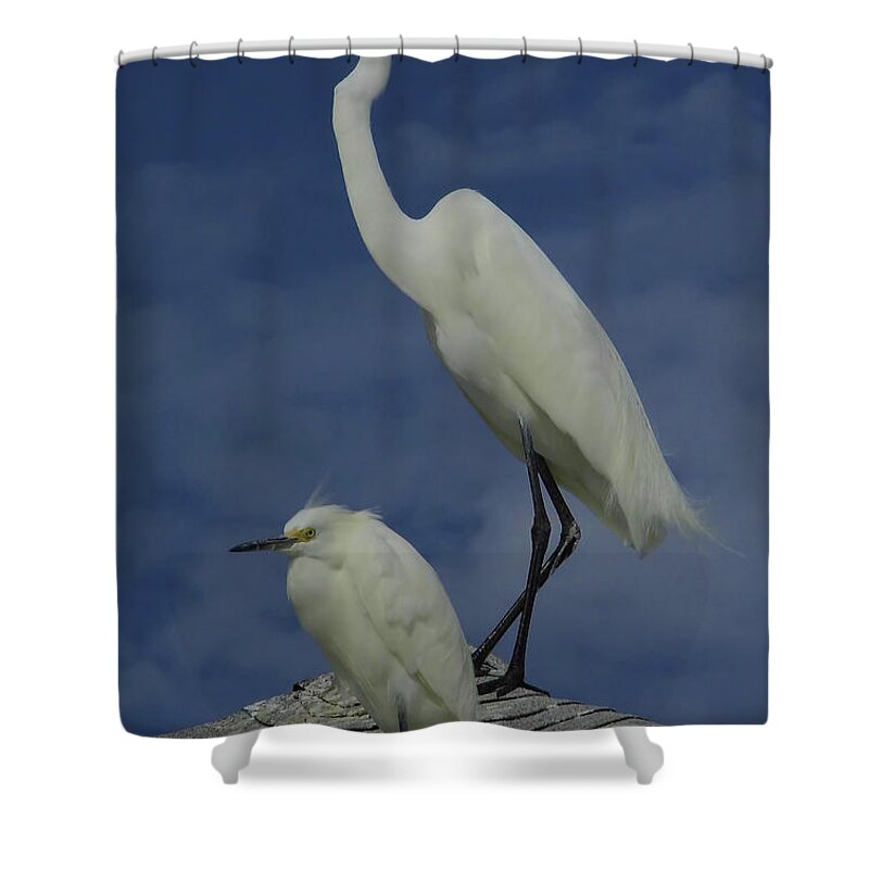 Great Egret Shower Curtain featuring the photograph Great Egret and Snowy Egret by D Hackett