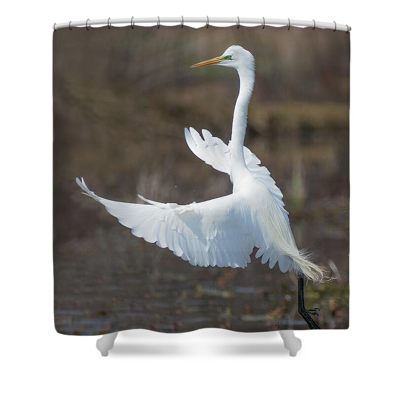 American Egret Shower Curtain featuring the photograph Great Egret by Jim Zablotny