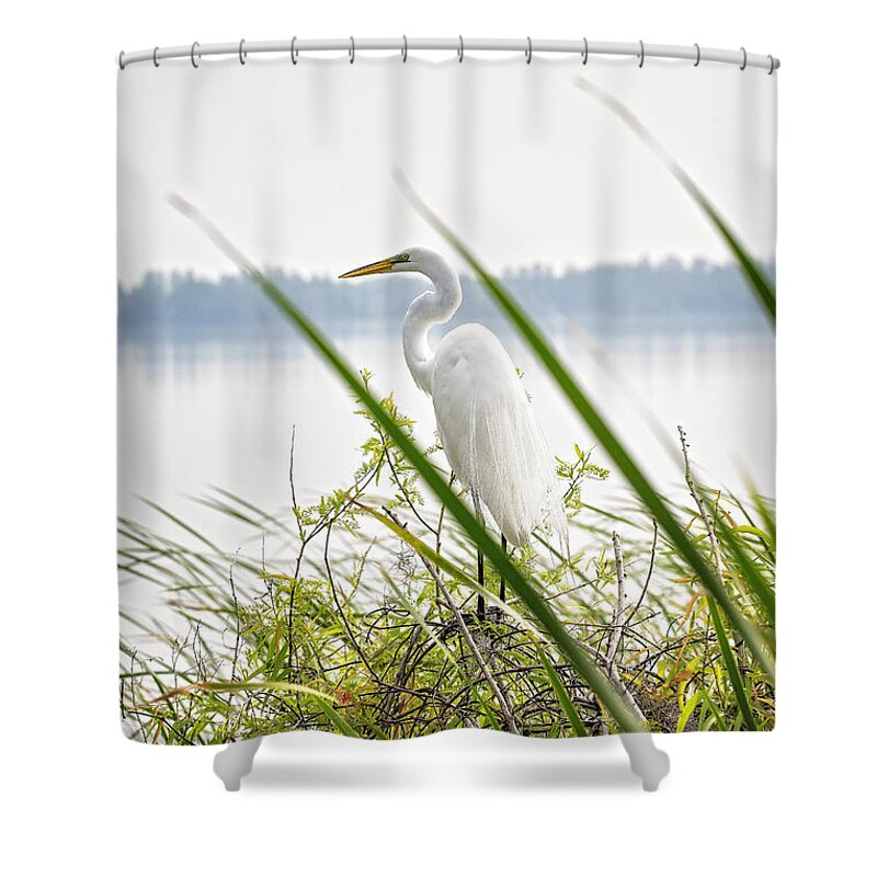 Bird Shower Curtain featuring the photograph Great Egret by Michael White