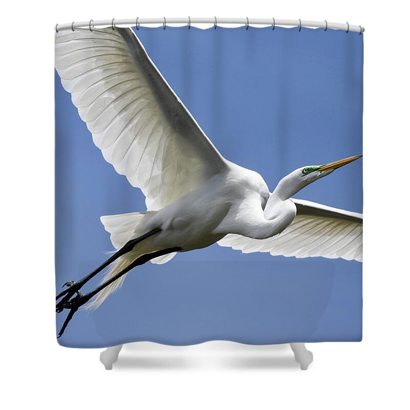 Birds Shower Curtain featuring the photograph Great Egret Soaring by Gary Wightman