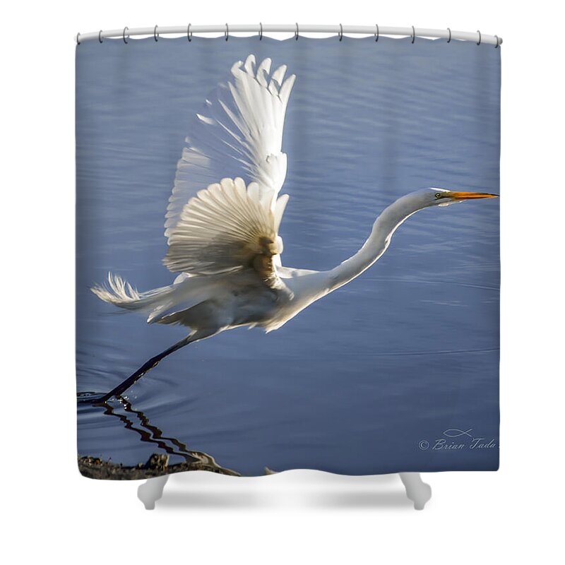 Nature Shower Curtain featuring the photograph Great Egret Taking Flight by Brian Tada