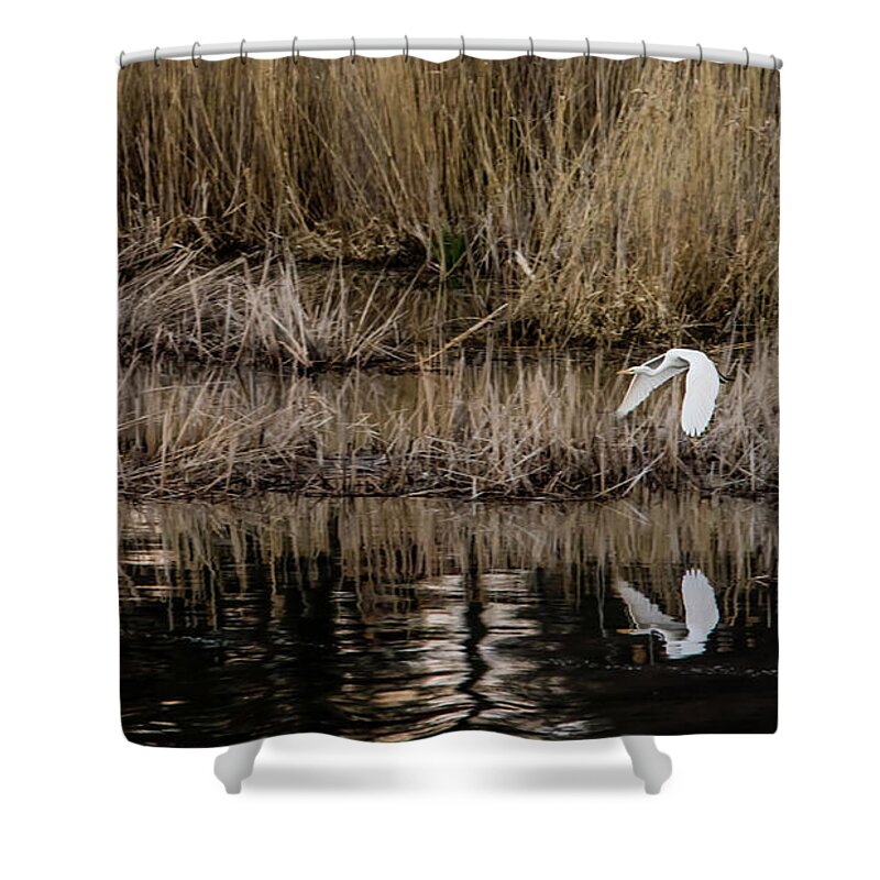 Great Egret Shower Curtain featuring the photograph Great Egret's flight to a new position by Torbjorn Swenelius