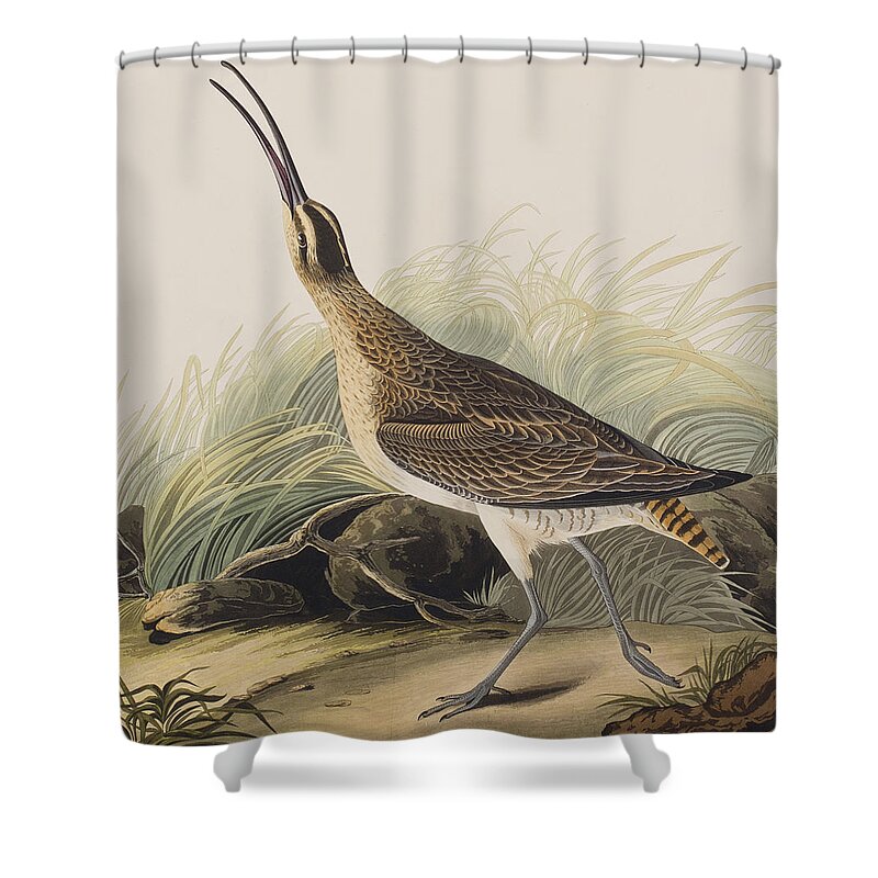 Designs Similar to Great Esquimaux Curlew