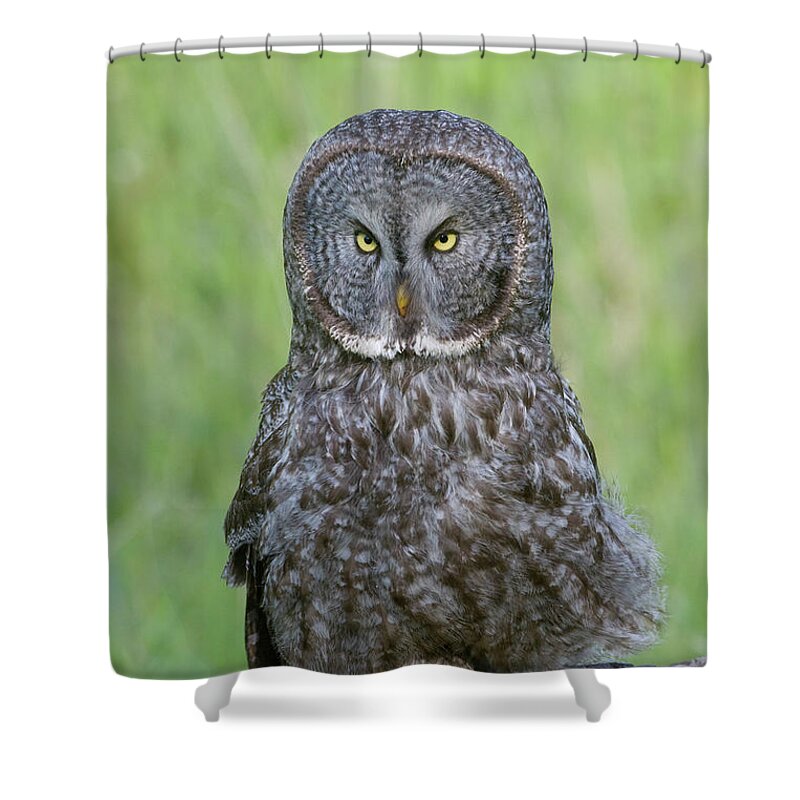Wild Shower Curtain featuring the photograph Great Gray Intensity by Mark Miller