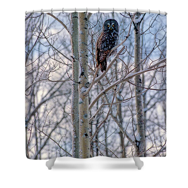 Canada Shower Curtain featuring the photograph Great Grey Owl by Doug Gibbons