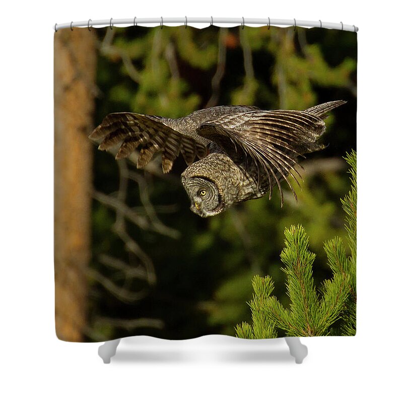 Owl Shower Curtain featuring the photograph Great Grey Owl In Flight-Signed-#4116 by J L Woody Wooden