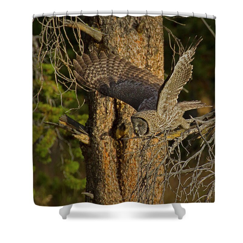 Owl Shower Curtain featuring the photograph Great Grey Owl In Flight-Signed-#4143 by J L Woody Wooden
