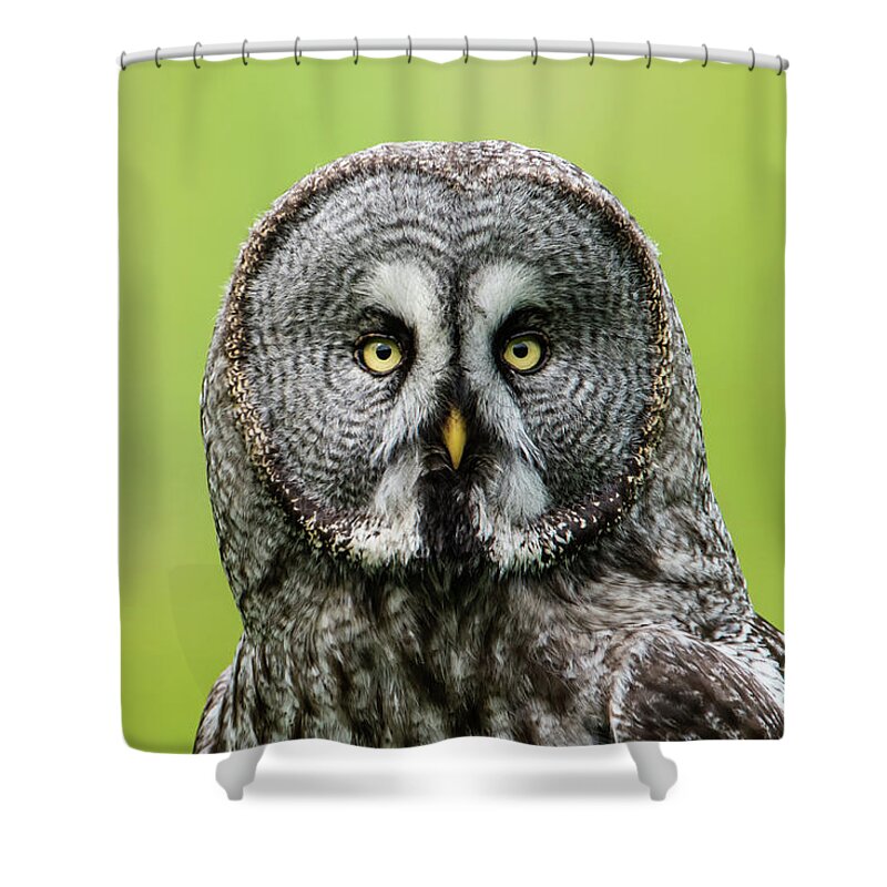 Great Grey's Portrait Shower Curtain featuring the photograph Great Grey's Portrait by Torbjorn Swenelius