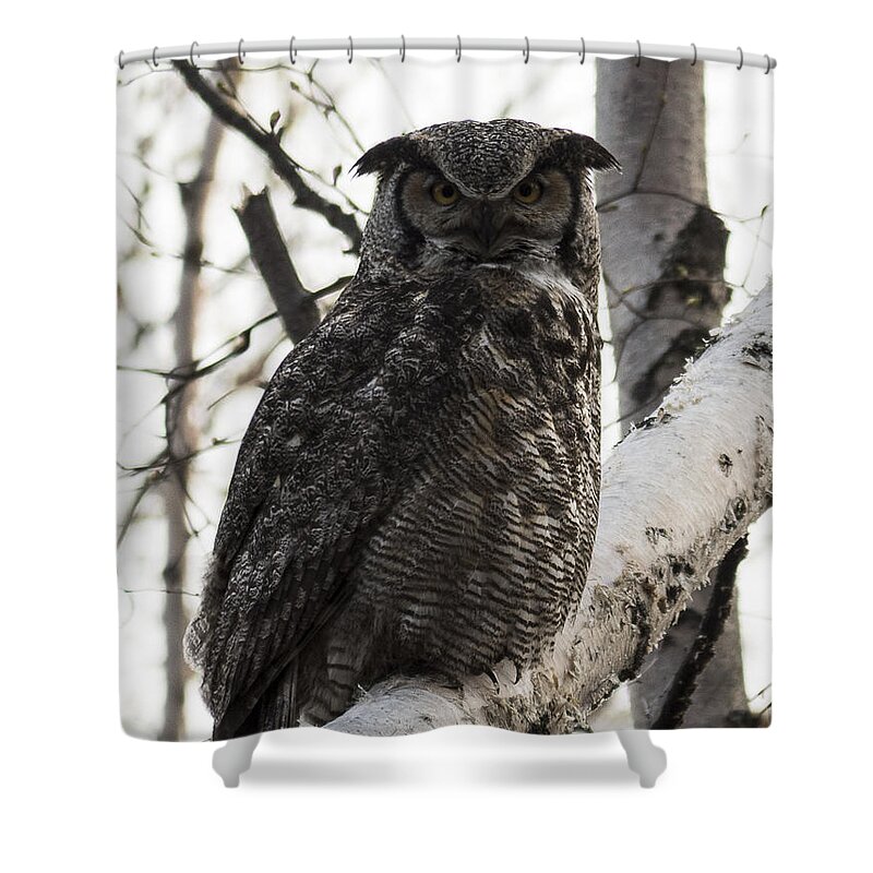 Alaska Shower Curtain featuring the photograph Great Horned by Ian Johnson