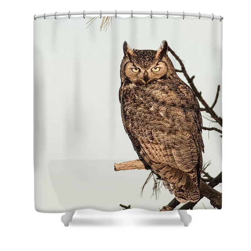 Great Horned Owl Shower Curtain featuring the photograph Great Horned Owl at Dusk by Dawn Key
