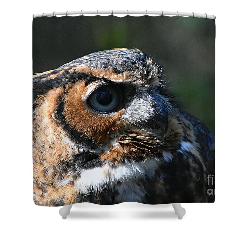 Art Shower Curtain featuring the photograph Great Horned Owl by DB Hayes