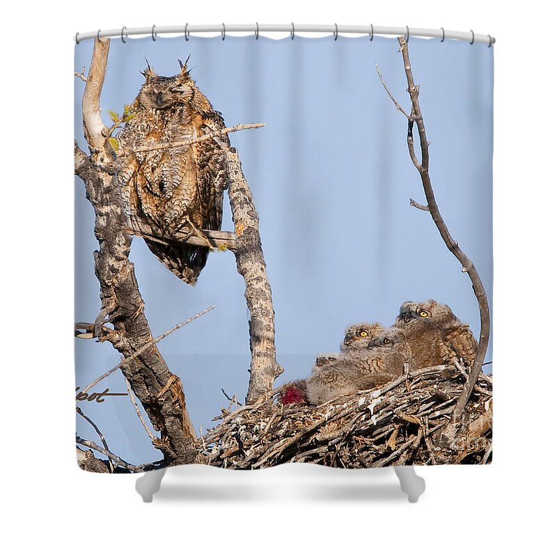 Great Horned Owl Shower Curtain featuring the photograph Great Horned Owl Family by Bon and Jim Fillpot