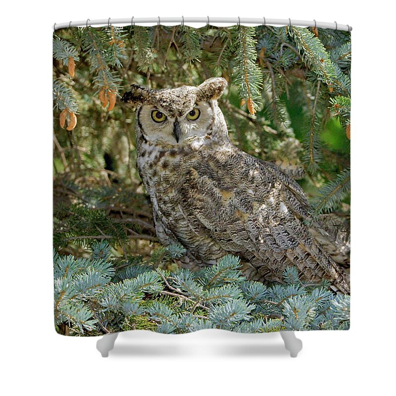 Fine Art Horned Owl Greeting Cards. Fine Art Great Horned Owl Greeting Cards. Great Horned Owl Photography. Owl Greeting Cards. Owl Pictures. Bird Photography. Nature Photography. Mountain Photography. Tree Photography. Wildlife Photography. Rabbets. Rodents. Crows. Ducks. Owls. Shower Curtain featuring the photograph Great Horned Owl by James Steele
