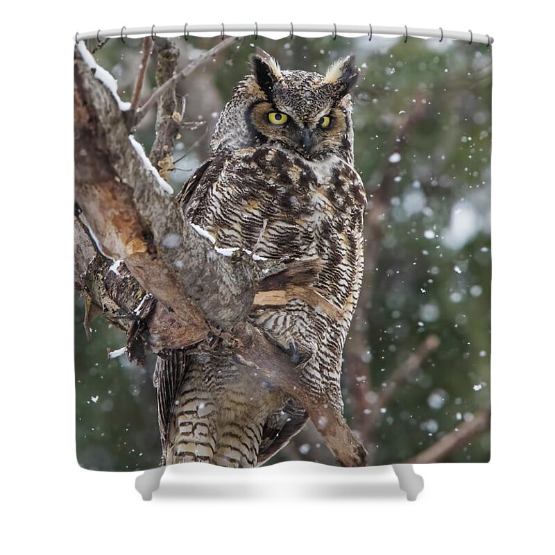 Owl Shower Curtain featuring the photograph Great horned owl by Mircea Costina Photography