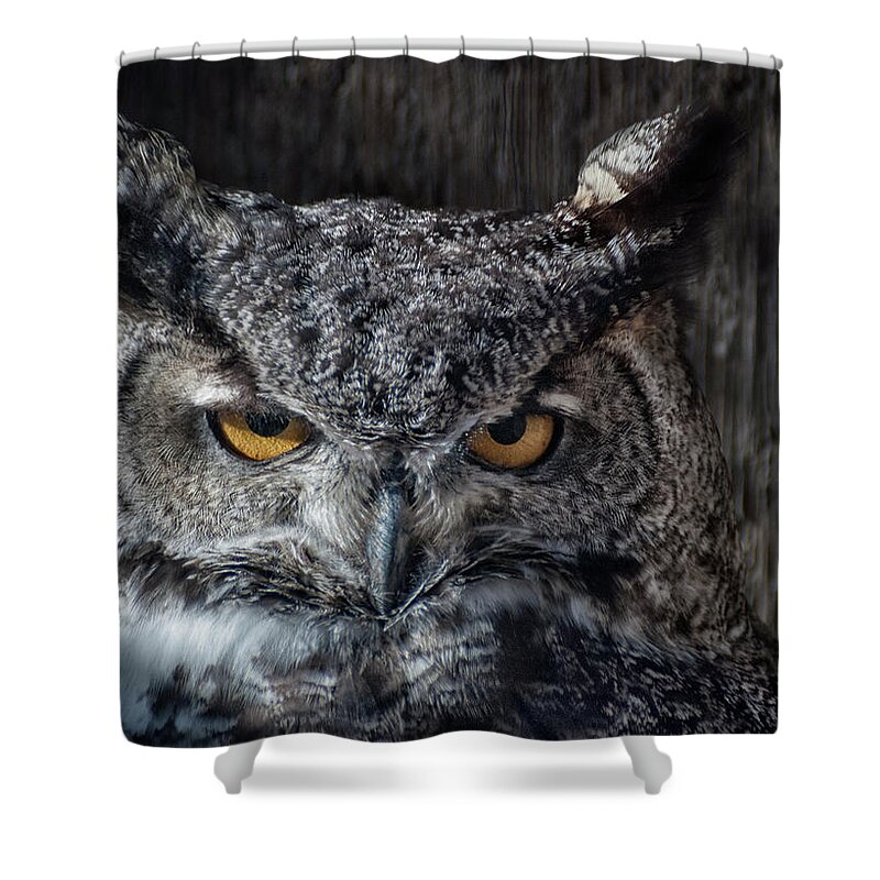 Animal Ark Shower Curtain featuring the photograph Great Horned Owl by Rick Mosher