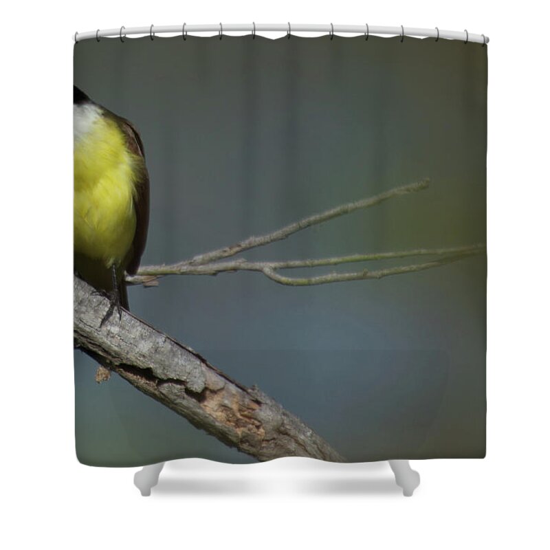 Fly Catcher Shower Curtain featuring the photograph Great Kiskadee by Frank Madia
