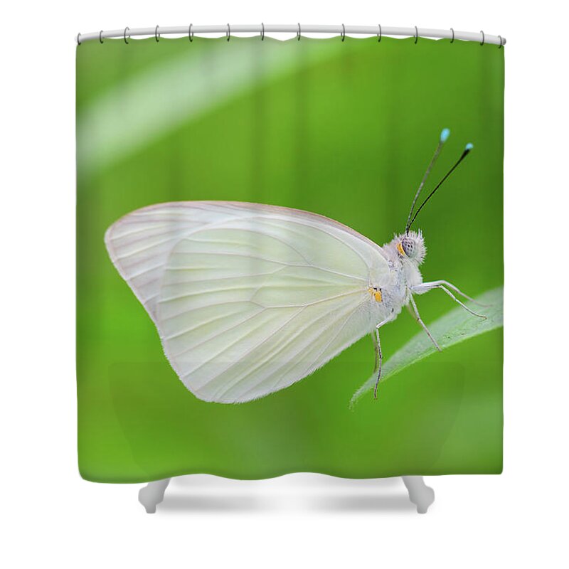 Butterfly Shower Curtain featuring the photograph Great Southern White Butterfly by Artful Imagery